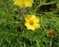 coreopsis lanceolata 6-11a.jpg